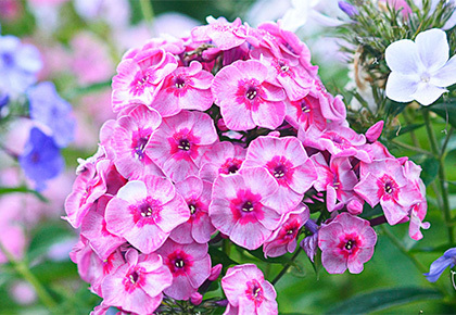 Нежные ФЛОКСЫ - цветы для души!