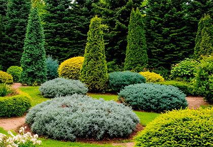 Осенняя распродажа хвойных растений 2025 г.