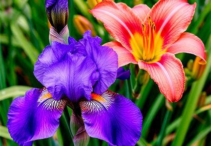 Осенняя сказка: Ирисы и Лилейники со скидкой 33%