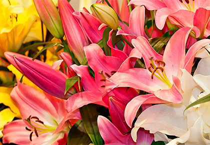 Весна не за горами! Успей приобрести любимые сорта ЛИЛИЙ по выгодной цене!