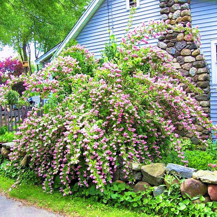 Үлкен мүшесі бар қара еркектердің онлайн порно видеосы