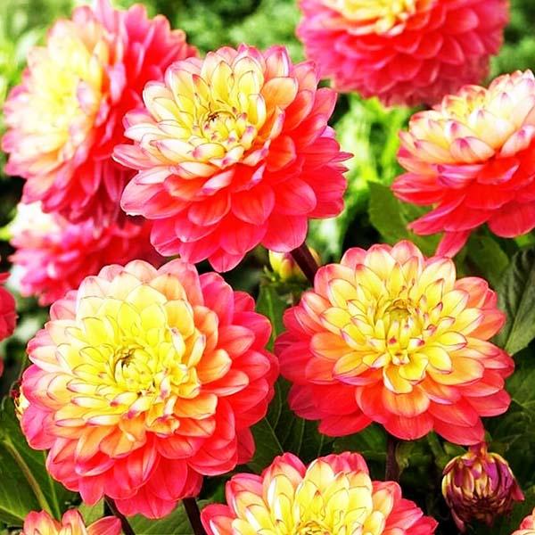 Луковичные и клубневые многолетники Луковичные и клубневые многолетники