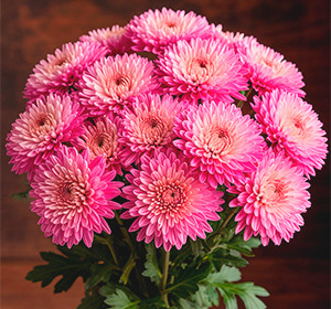 NEW! Хризантемы - каталог весна 2026 г. NEW! Хризантемы - каталог весна 2026 г.