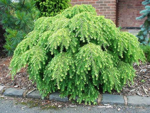 Хвойные Хвойные