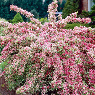 Вейгела цветущая Nana Variegata (Нана Вариегата)