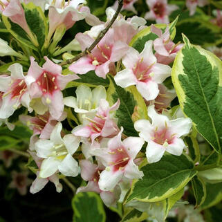 Вейгела цветущая Nana Variegata (Нана Вариегата)