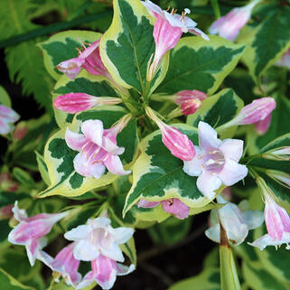 Вейгела цветущая Nana Variegata (Нана Вариегата)