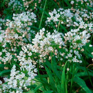 Лук декоративный Neapolitanium (Неаполитанский)