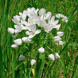 Лук декоративный Neapolitanium (Неаполитанский)