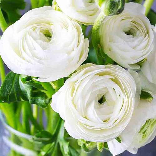 Ранункулюс White (Белый)