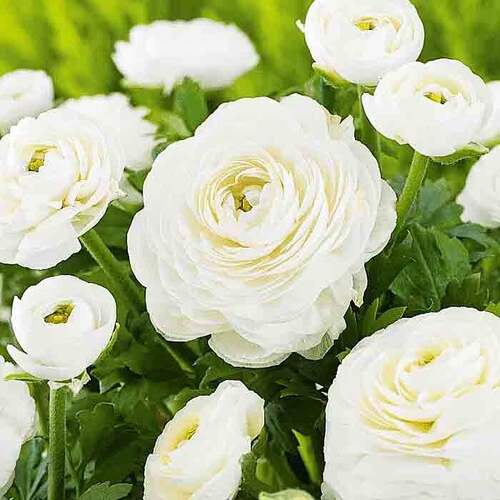 Ранункулюс White (Белый)