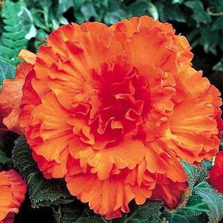 Бегония гибридная Ruffled Orange (Раффлд Оранж)