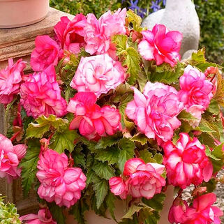 Бегония ампельная Pink Balcony (Пинк Бэлкони)