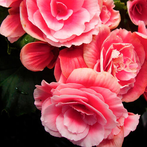 Бегония гибридная Camelia (Камелия)