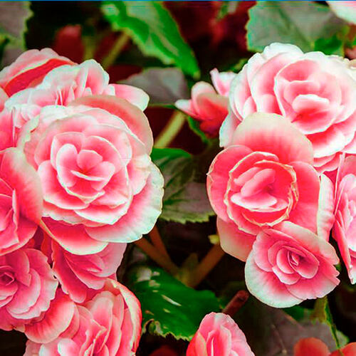 Бегония гибридная Camelia (Камелия)