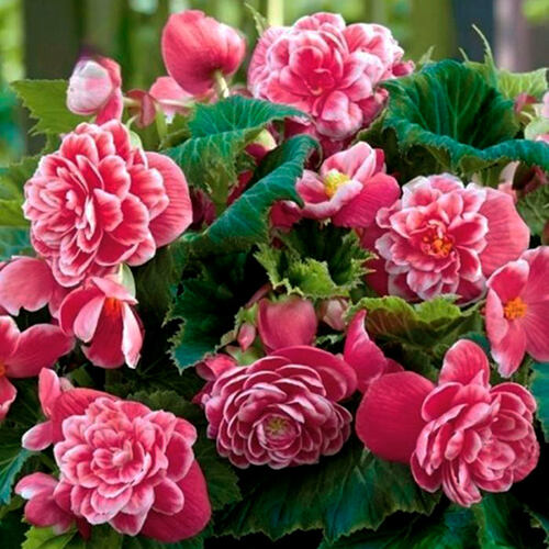 Бегония гибридная Camelia (Камелия)