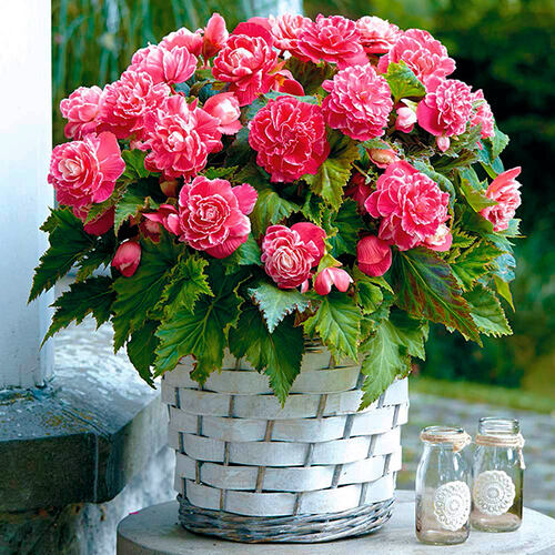 Бегония гибридная Camelia (Камелия)