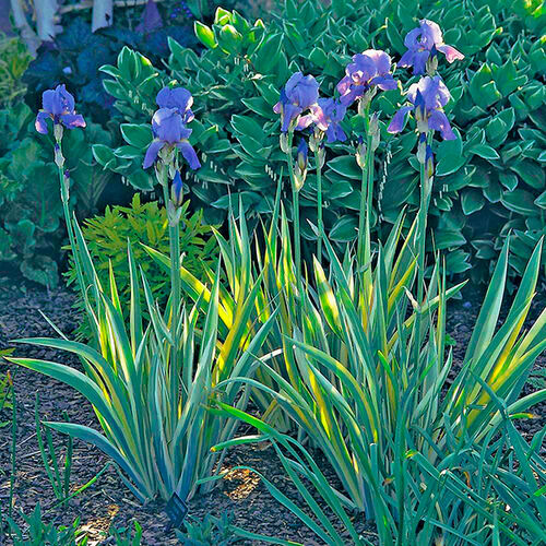 Ирис карликовый Variegata (Вариегата)