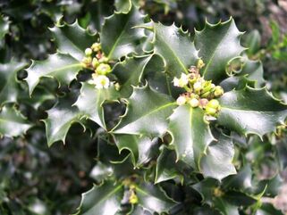 Падуб Мезерва Blue Prince (Блю Принс)