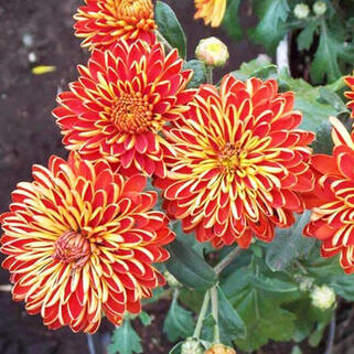 Хризантема корейская Красная Шапочка 