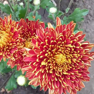 Хризантема корейская Красная Шапочка 