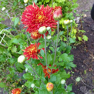 Хризантема корейская Красная Шапочка 