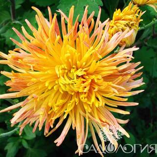 Хризантема корейская Степовичка