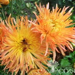 Хризантема корейская Степовичка