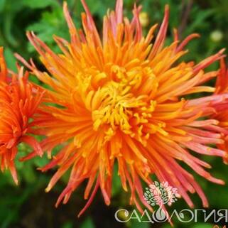 Хризантема корейская Степовичка