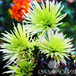 Хризантема корейская Splash Green (Сплеш Грин)