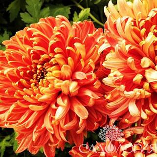 Хризантема корейская Cassandra Bronze (Кассандра Бронза)