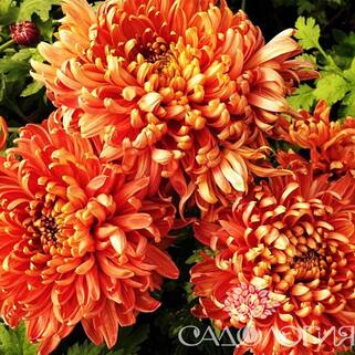 Хризантема корейская Cassandra Bronze (Кассандра Бронза)