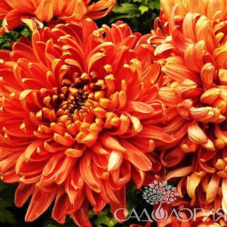 Хризантема корейская Cassandra Bronze (Кассандра Бронза)