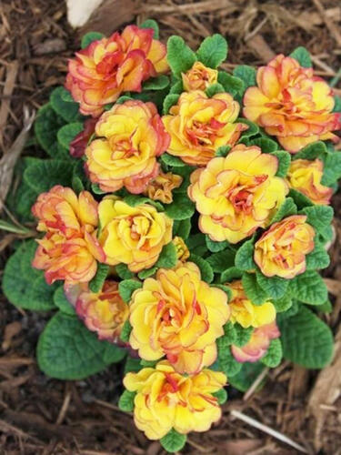 Примула Belarina Nectarine (Беларина Нектарин)