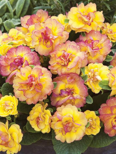 Примула Belarina Nectarine (Беларина Нектарин)