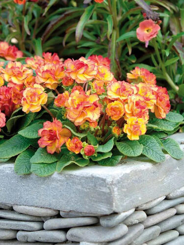 Примула Belarina Nectarine (Беларина Нектарин)