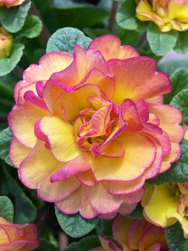 Примула Belarina Nectarine (Беларина Нектарин)