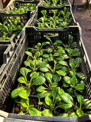 Примула Belarina Nectarine (Беларина Нектарин)