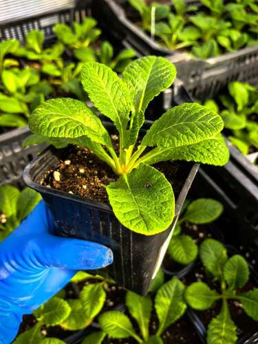 Примула Belarina Nectarine (Беларина Нектарин)