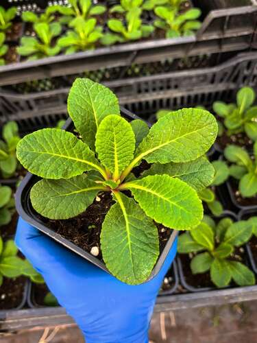 Примула Belarina Nectarine (Беларина Нектарин)