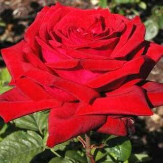 Роза чайно-гибридная Алматинская ( (Almaаtinka)