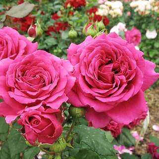 Роза чайно-гибридная Бабкина (Babkina)