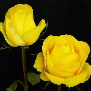 Роза чайно-гибридная Латина (Latina)