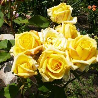 Роза чайно-гибридная Мохана