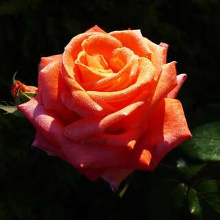 Роза чайно-гибридная Супер Стар