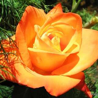 Роза чайно-гибридная Франс Либр