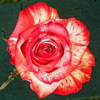 Роза чайно-гибридная Хай Твинкл (High Twinkle)