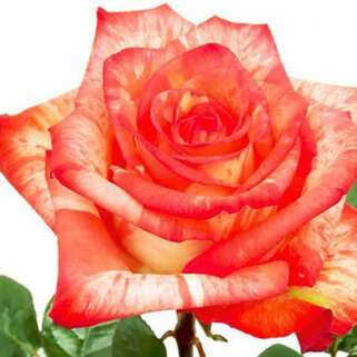 Роза чайно-гибридная Хай Твинкл (High Twinkle)