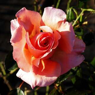 Роза чайно-гибридная Экзотика (Exotica)