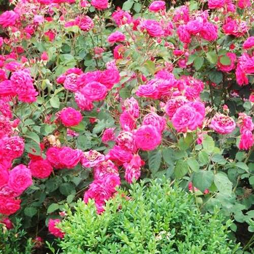 Роза флорибунда Розмари Роуз (Rosemary Rose)